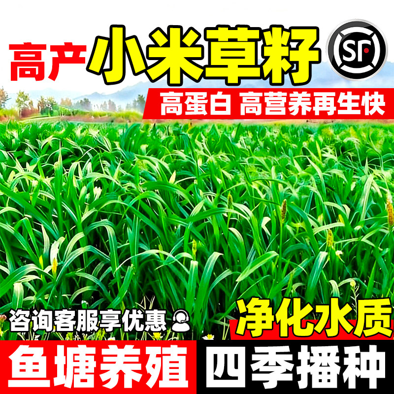 小米草种子四季高产水椑草鱼虾蟹喜食耐水淹高发芽率牧草植物种籽