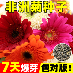 非洲菊种子扶郎花菊花种籽阳台室内盆栽景观绿化植物室外花卉种孑