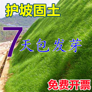 草坪种子固土护坡草籽边坡绿化四季常青耐旱耐寒高羊茅黑麦草净籽