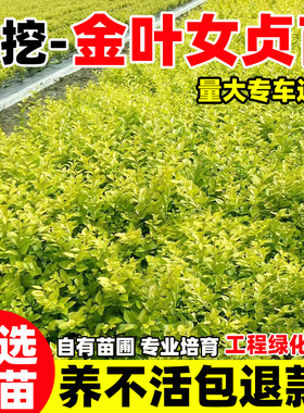 金叶女贞树苗四季常青耐寒小叶女贞工程绿化苗北方庭院绿篱灌木苗