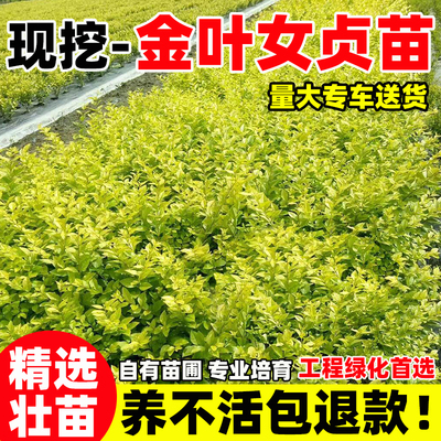 四季常青庭院别墅道路绿化工程苗