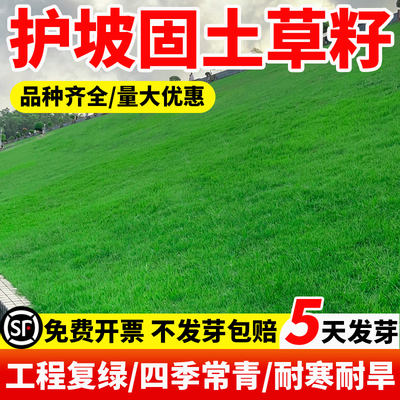 花思萱多年生黑麦草草坪草籽