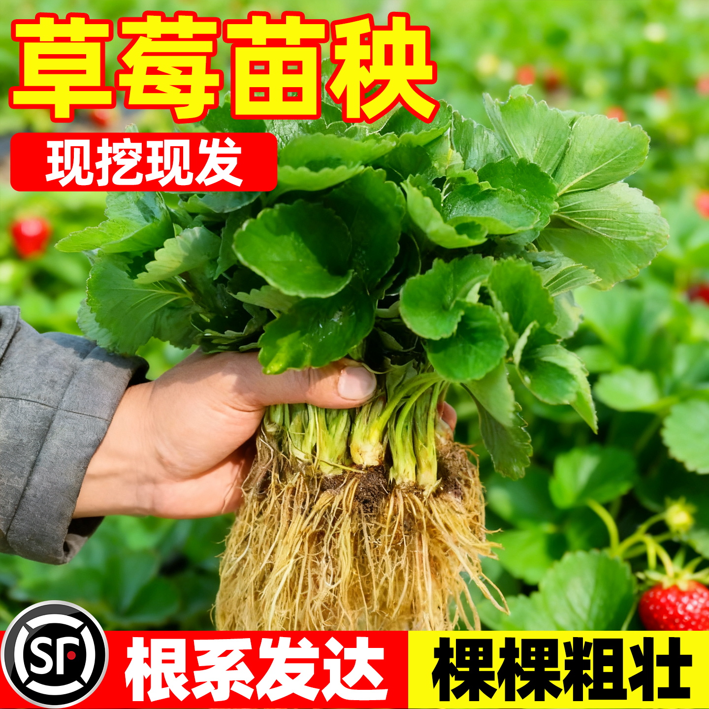 草莓苗秧四季结果盆栽种子穴盘苗奶油特大号优质批发玄玉红颜隋珠