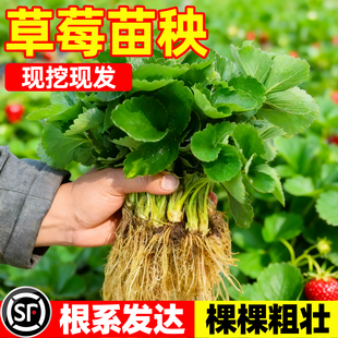 草莓苗秧四季 结果盆栽种子穴盘苗奶油特大号优质批发玄玉红颜隋珠
