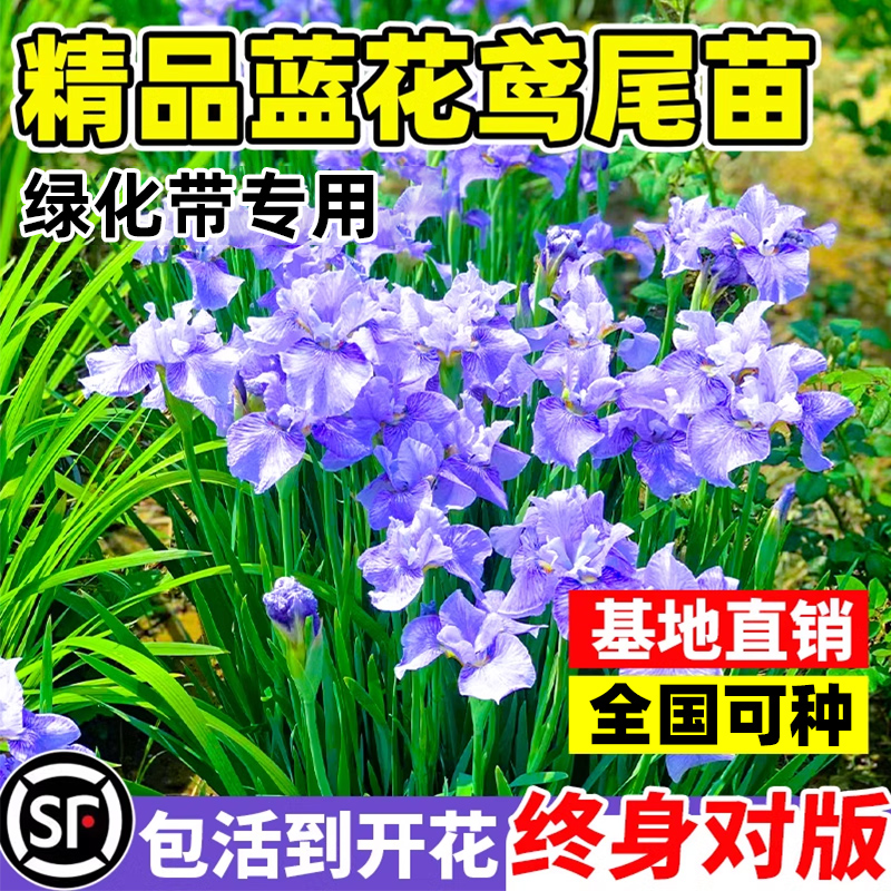 蓝花鸢尾苗耐寒蝴蝶兰花苗庭院别墅盆栽花卉植物马兰花工程绿化苗