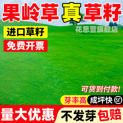 四季常青果岭草草籽免修剪耐寒耐旱草坪草种子庭院公园绿化草种籽