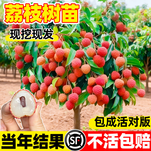 荔枝树苖嫁接果树无核桂味妃子笑特大号南北方庭院盆栽四季水果苗