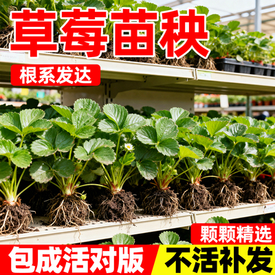 草莓苗秧四季盆栽食用大株丹东99红颜奶油草莓苗天使种植苗带土