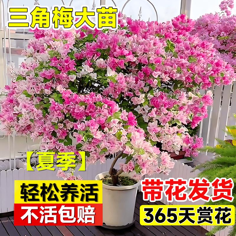 绿樱三角梅盆栽带花苞发货室内室外花卉爬藤绿植阳台庭院四季开花