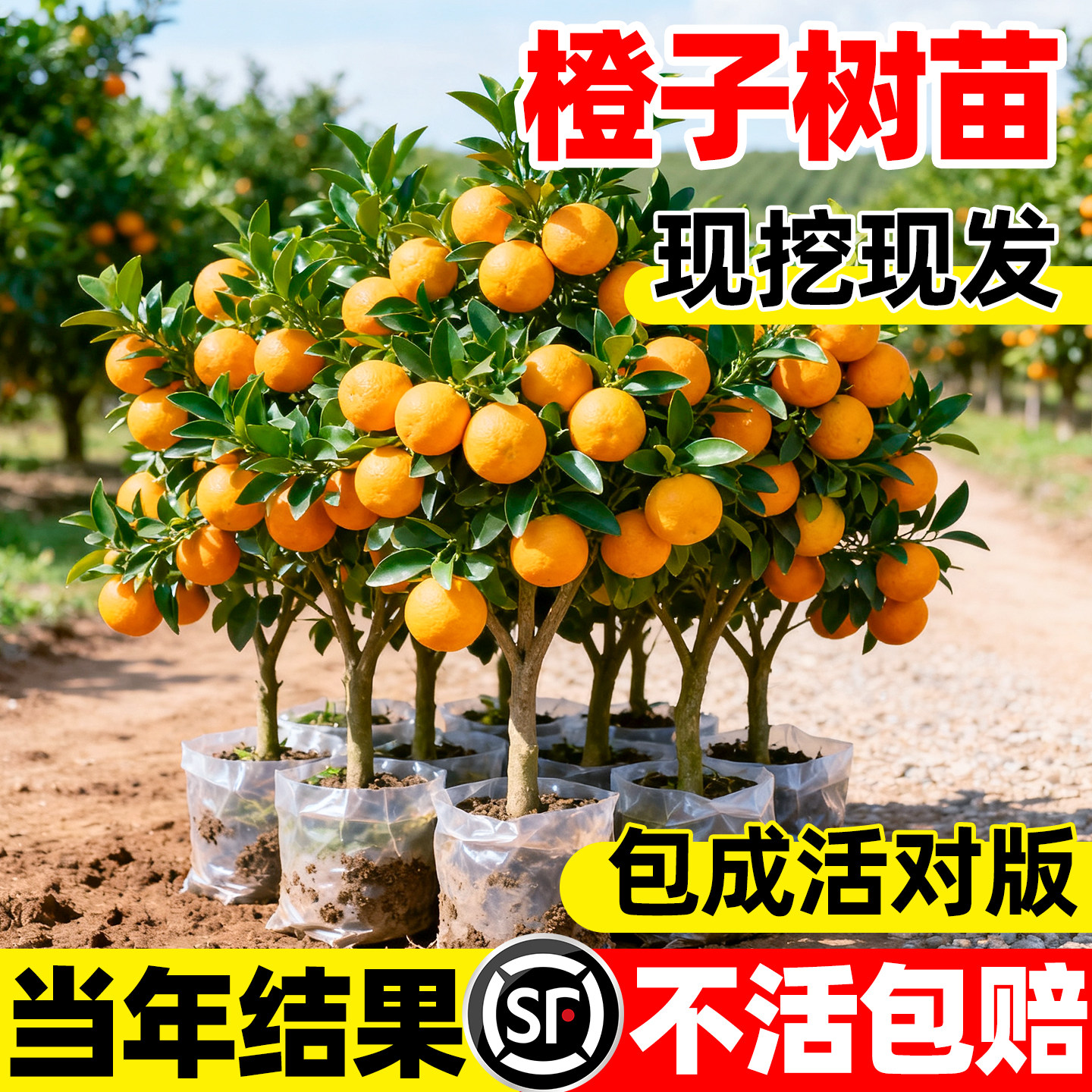 橙子树苗脐橙苗树苗地栽果树阳台盆栽嫁接纽荷尔橙子果苗现挖现发