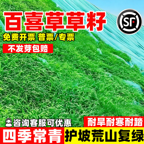 进口百喜草种子护坡固土耐旱耐热
