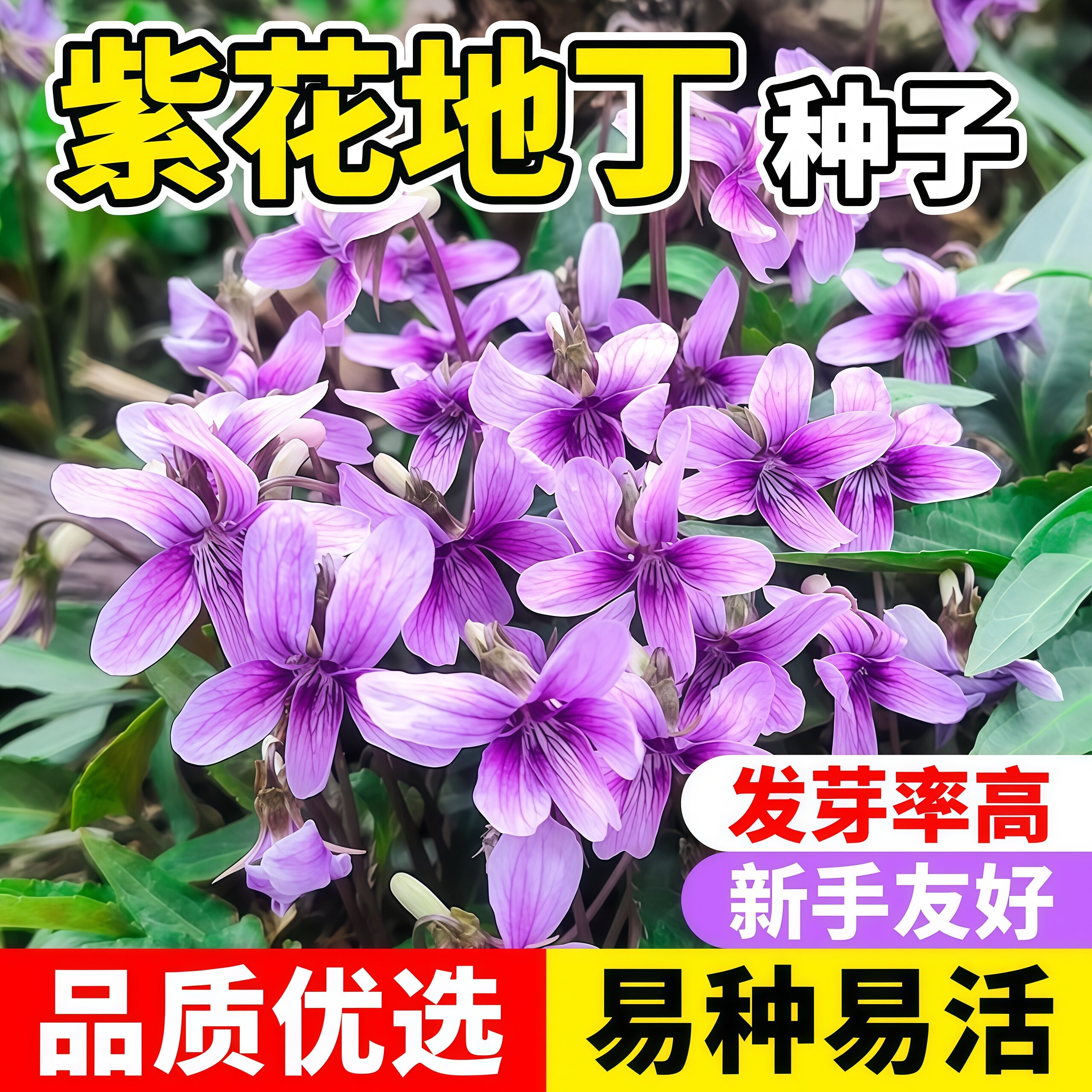 紫花地丁种子四季种植好养易活盆栽苦地丁多年生耐寒中药材花种籽