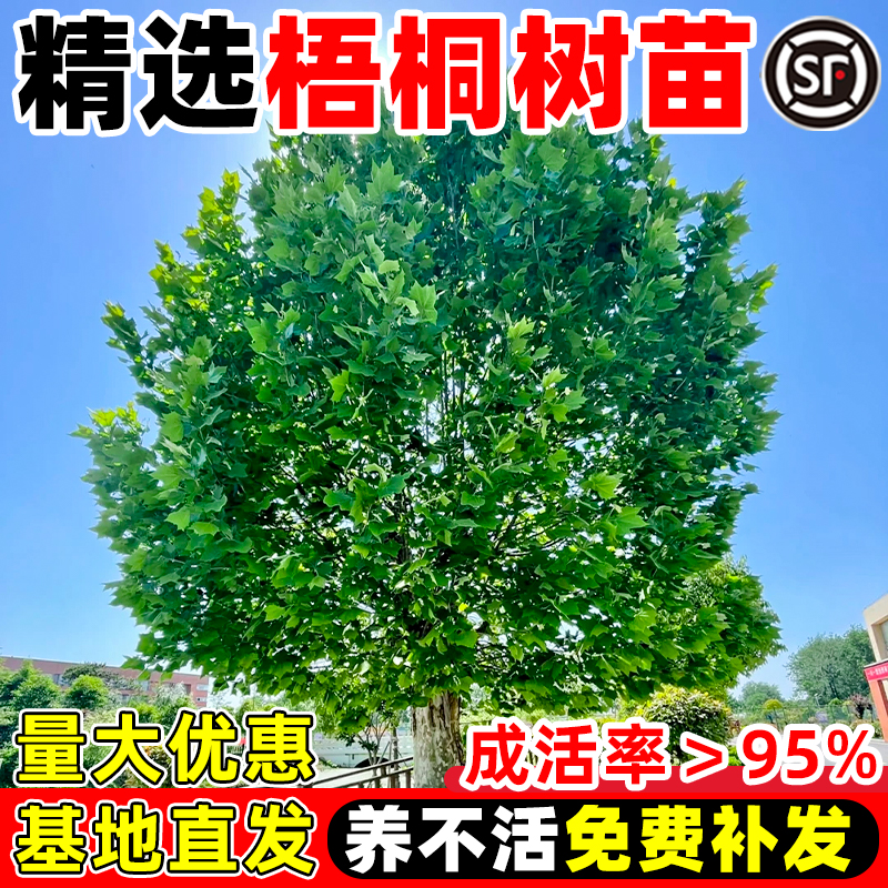 法国梧桐树树苗庭院绿植中国青桐