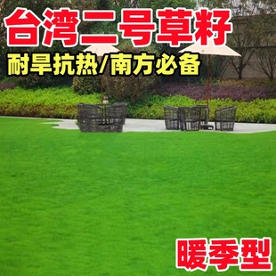 台湾2号草籽草坪种子结缕草矮生四季青种子台湾青草籽台湾草草种