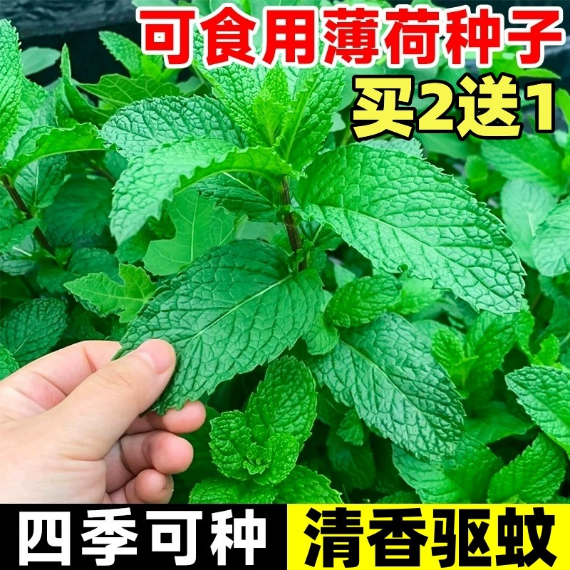 薄荷种子四季种植驱蚊草花草种子