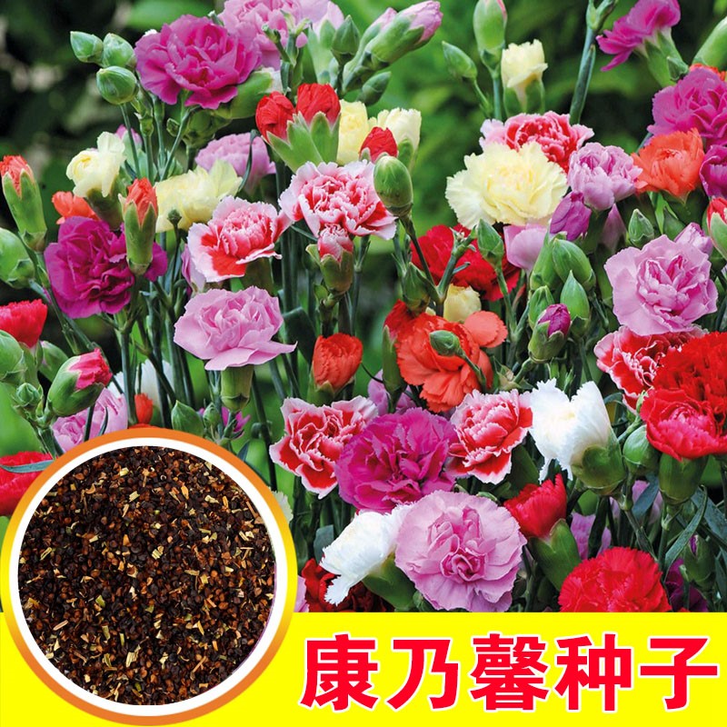 康乃馨花种子四季花卉观花植物室内花开花不断盆栽庭院花籽易种活图片