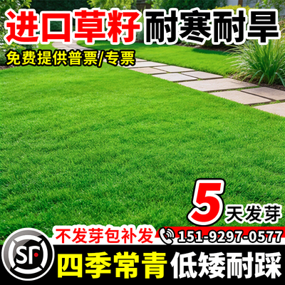 草坪草籽四季常青护坡固土狗牙根马尼拉庭院地毯草绿化黑麦草种子