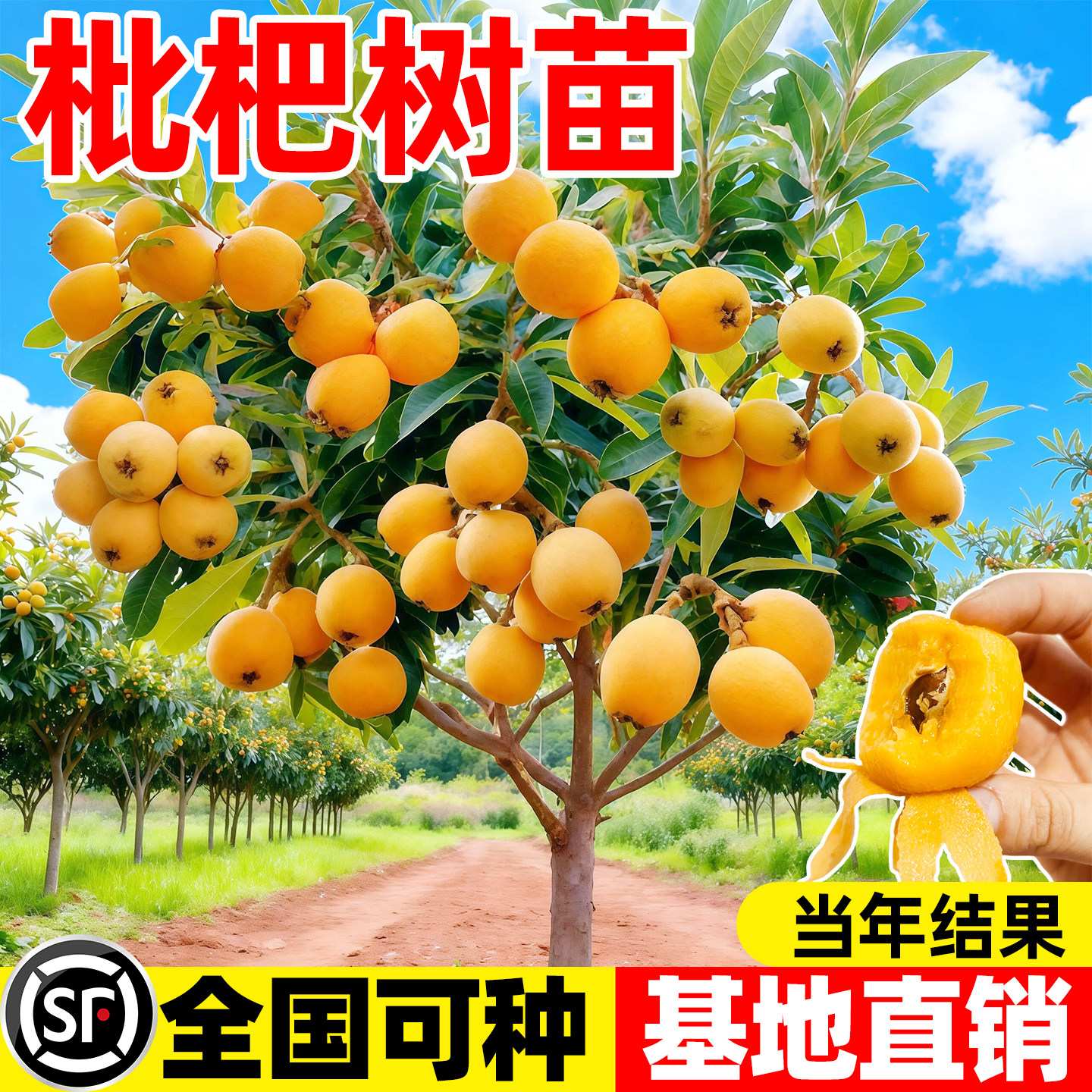 枇杷树苗盆栽嫁接果苗大果南北方庭院耐寒四季水果苗琵琶无核批把