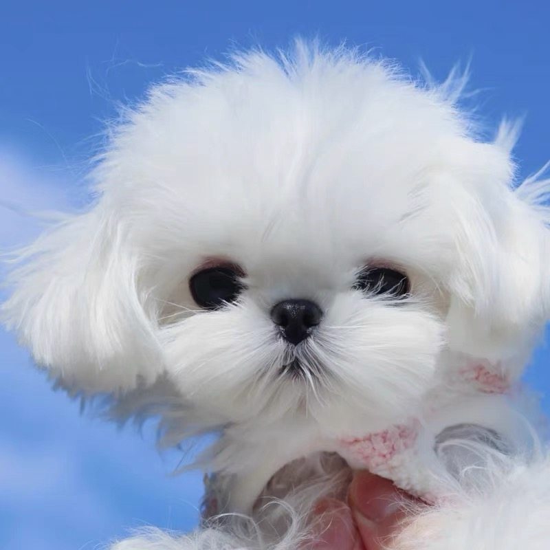 狗狗幼犬   淘宝担保交易