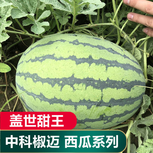 先生活麒麟西瓜质量怎么样 先生活麒麟西瓜口碑怎么样 小麦优选