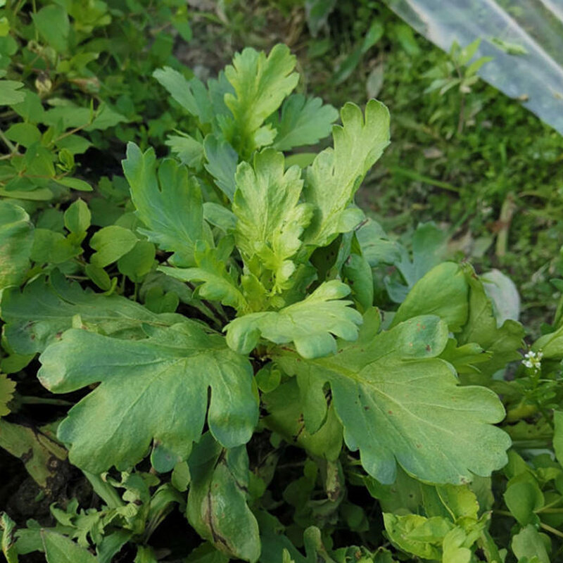 大叶茼蒿种子茼蒿菜种籽茼蒿籽茼蒿种孑蔬菜种籽茼蒿蒿子秆菜种