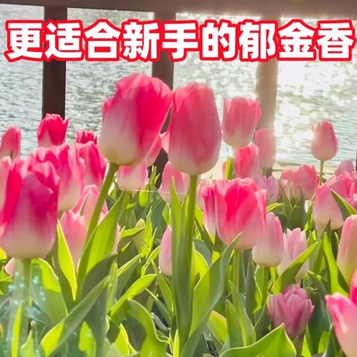 进口郁金香种球带芽5度球水培土养花卉室内盆栽植物开花种子耐寒