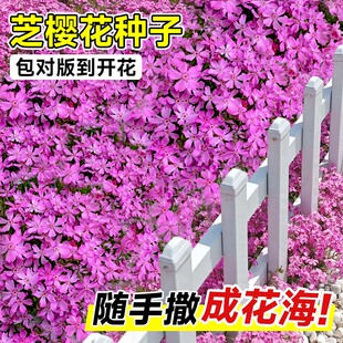 进口丛生芝樱花种子福禄考室内外景观花籽五色梅四季盆栽花种籽子