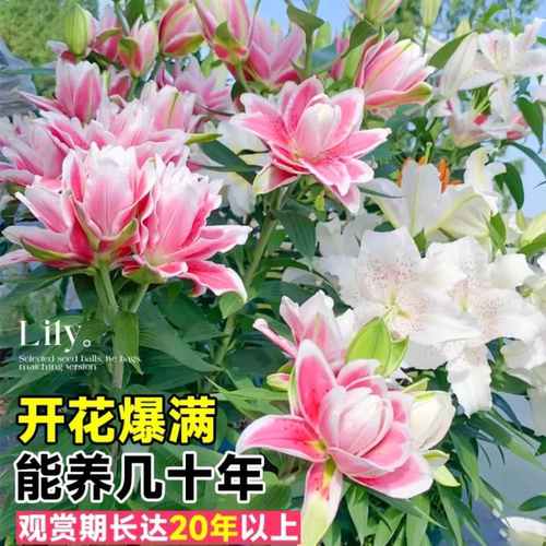 重瓣香水百合花种球多年生四季播种开花室内室外阳台盆栽花种籽子