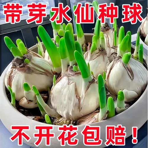 漳州水仙花种球室内阳台水培盆栽花卉冬季水养植物球根种子可土培