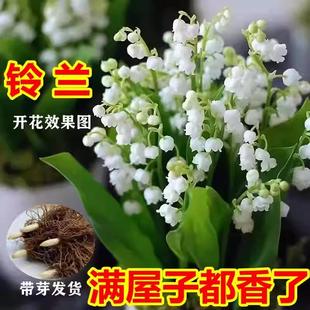 铃兰花苗带芽带根盆栽植物种球进口耐寒室内外花卉绿植四季易播种