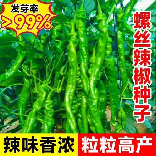 螺丝辣椒种籽薄皮辣椒种子四季阳台盆栽杭椒线椒种孑春季蔬菜籽种