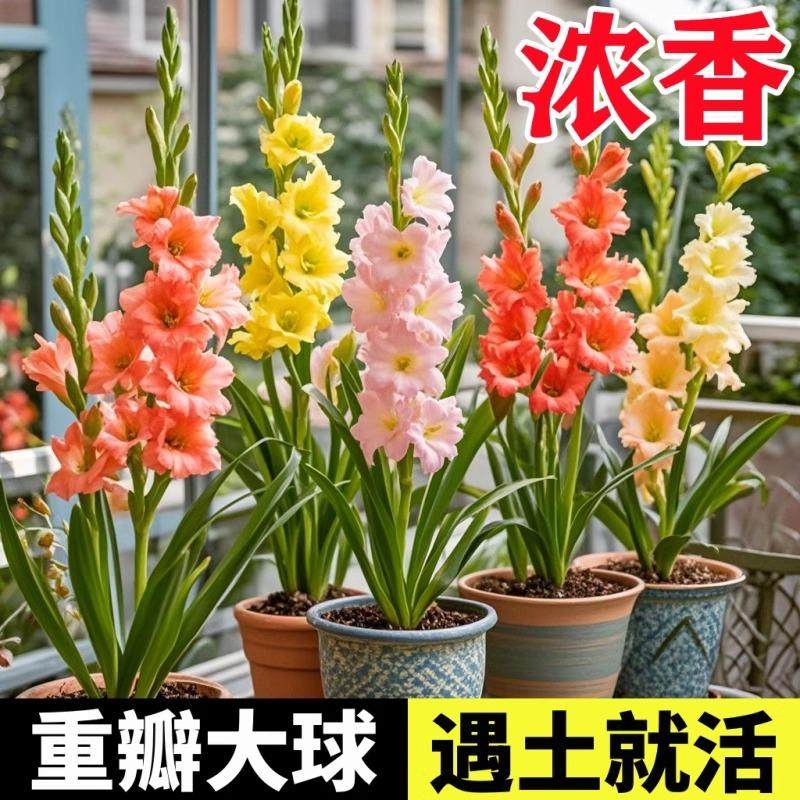 进口剑兰种球十三太保唐菖蒲种四季带牙易活耐寒多年生花卉花种子 - 实物图