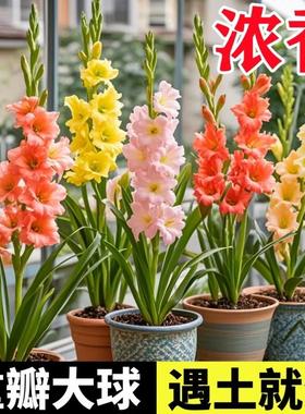 进口剑兰种球十三太保唐菖蒲种四季带牙易活耐寒多年生花卉花种子