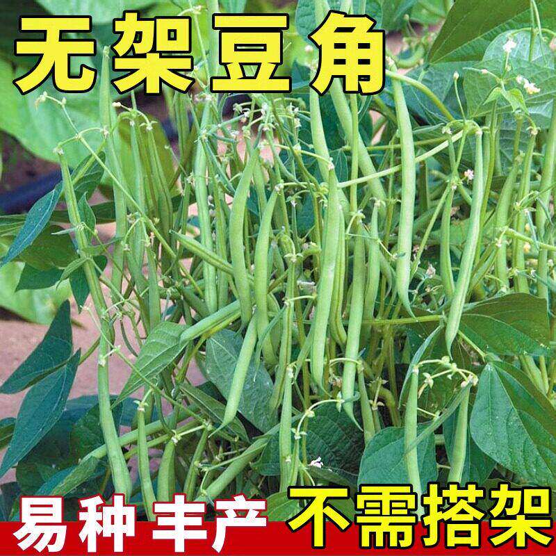 地豆无架豆四季豆种子芸豆豇豆种籽蔬菜孑不搭架无筋春季阳台菜籽