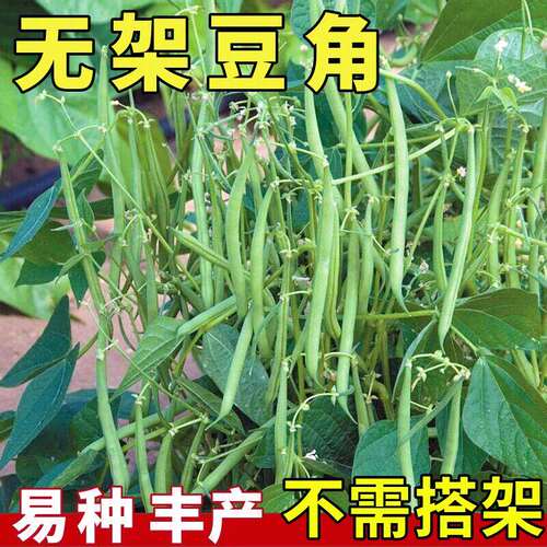 地豆无架豆四季豆种子芸豆豇豆种籽蔬菜孑不搭架无筋春季阳台菜籽