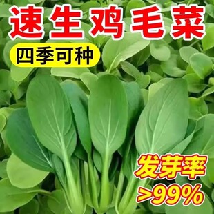 鸡毛菜种子种籽四季 小白菜青菜油菜上海青春秋蔬菜菜籽菜种孑籽种