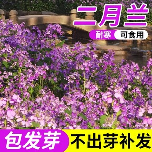 二月兰花种子四季诸葛菜种籽宿根易活花海耐阴耐寒盆栽苗花种籽子