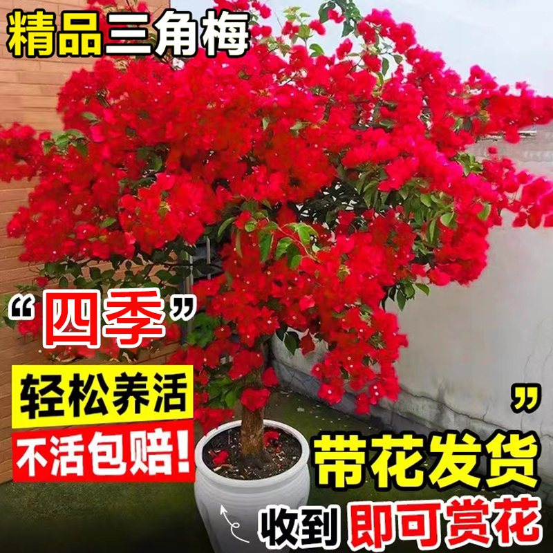 三角梅盆栽带花绿樱漳红樱庭院耐寒老桩盆景阳台四季开花爬藤植物