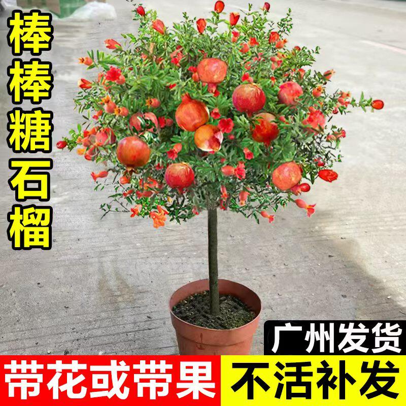 石榴树树苗突尼斯软籽石榴盆栽阳台庭院种植特大老桩果树盆景耐寒