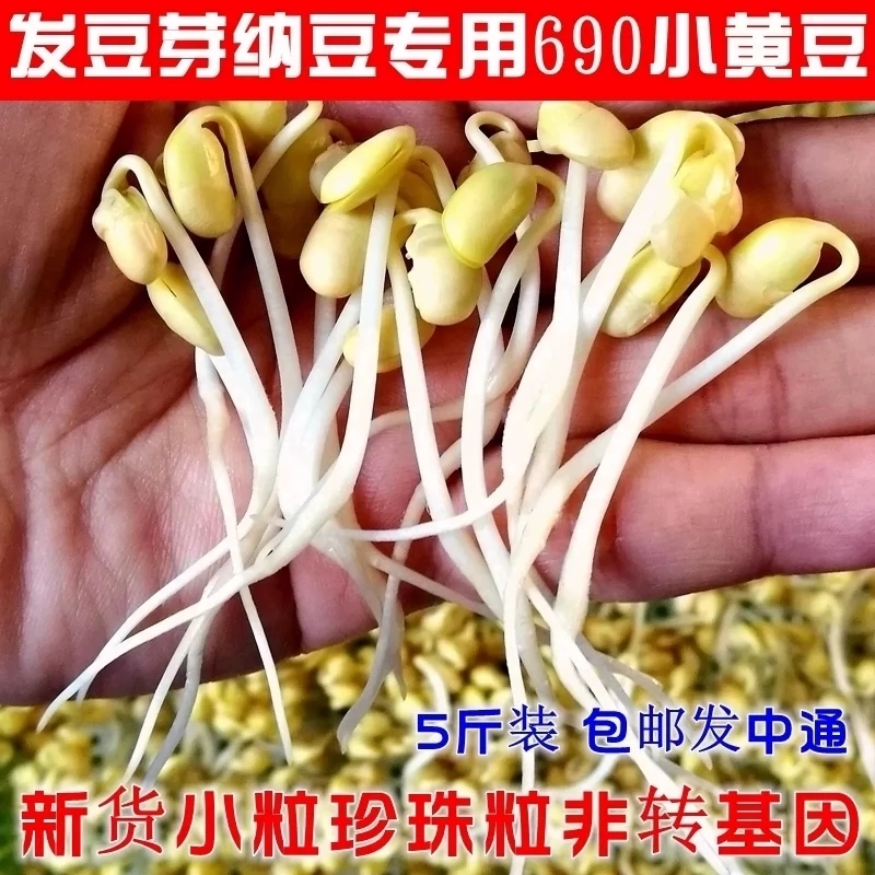 新货发豆芽黄豆生黄豆芽豆专用黄豆纳豆 5斤2东北农家自种690小粒