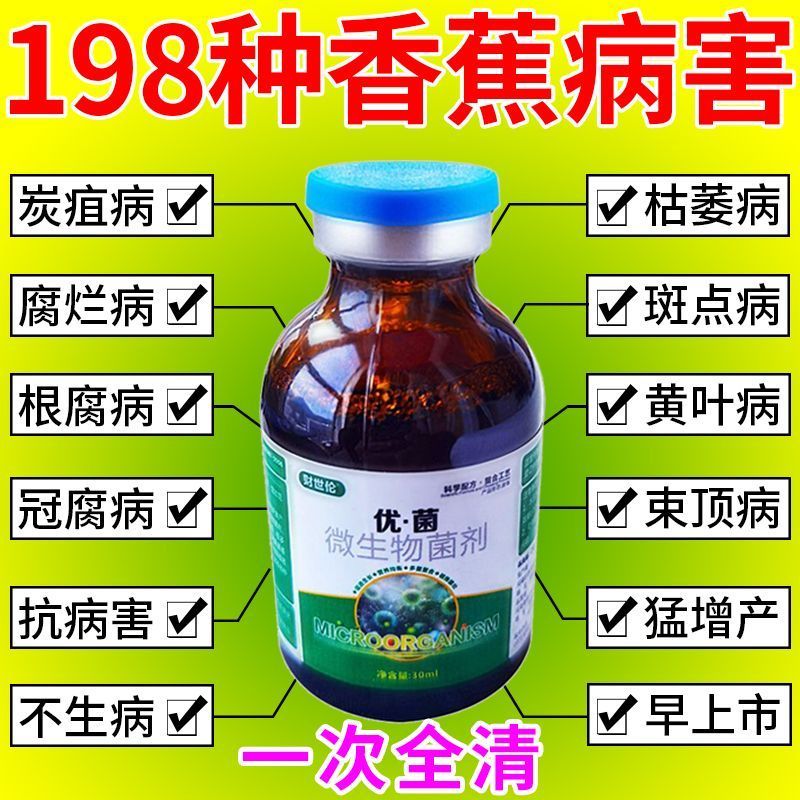 香蕉黄叶烂心病药钻虫斑黑