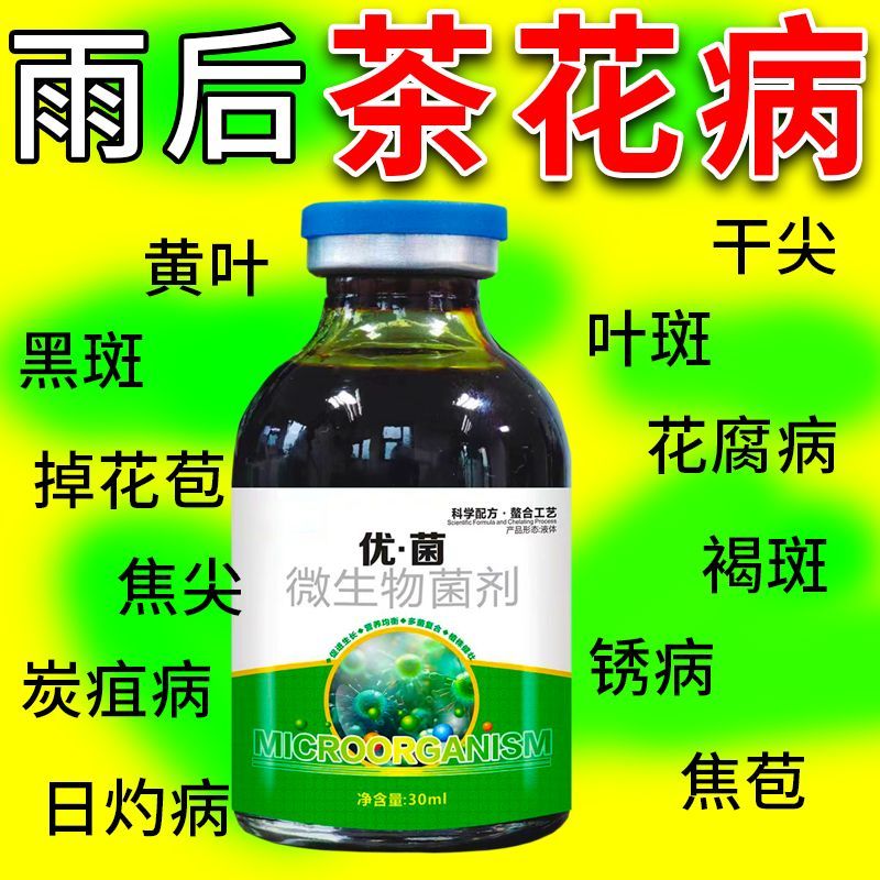 茶花病害专用防控山黄叶黑