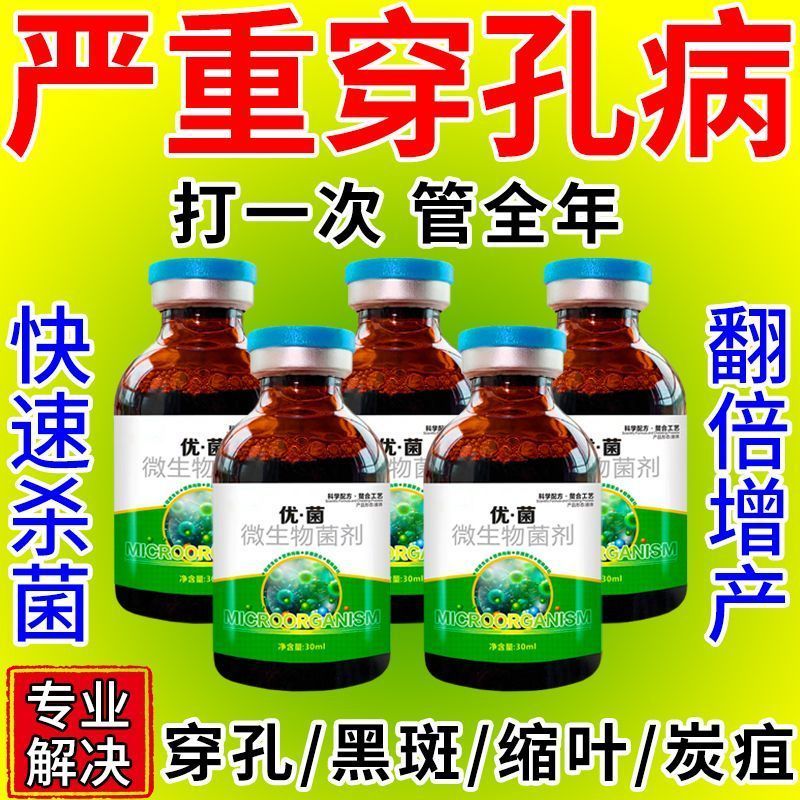雨后桃树穿孔病专用特效全
