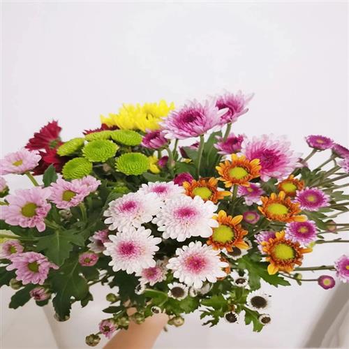 【抖音爆款】随机颜色小雏菊1扎云南昆明鲜花基地冷链直发