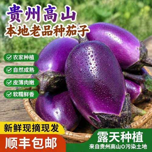贵州老品种紫圆茄子新鲜现摘农家