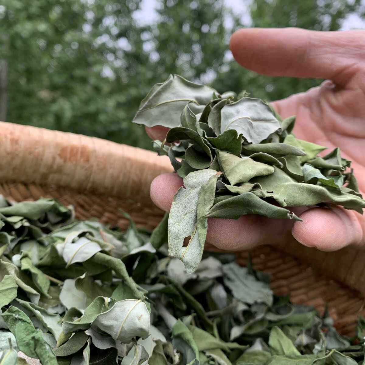 新货晒干槐树叶野生槐树叶国槐叶熬粥槐树叶子干货槐叶纯天然槐树