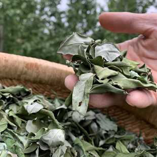 新货晒干槐树叶野生槐树叶国槐叶熬粥槐树叶子干货槐叶纯天然槐树
