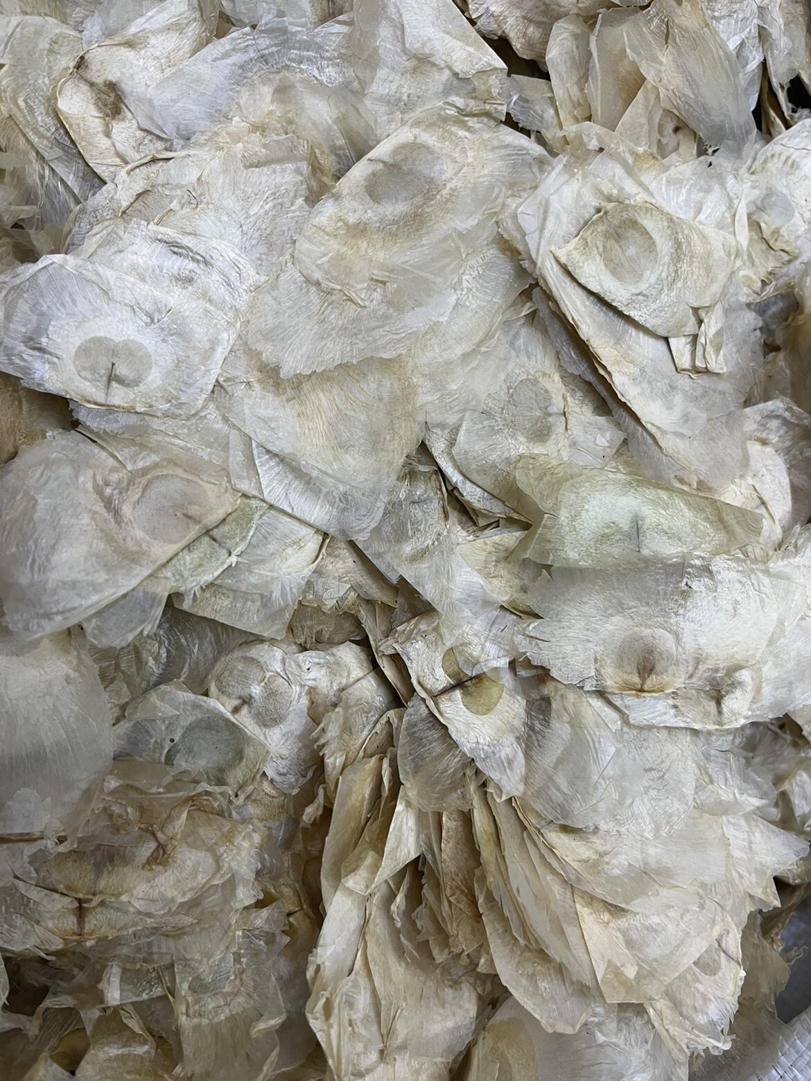 中药材 千张纸 木蝴蝶 千层纸500g包邮