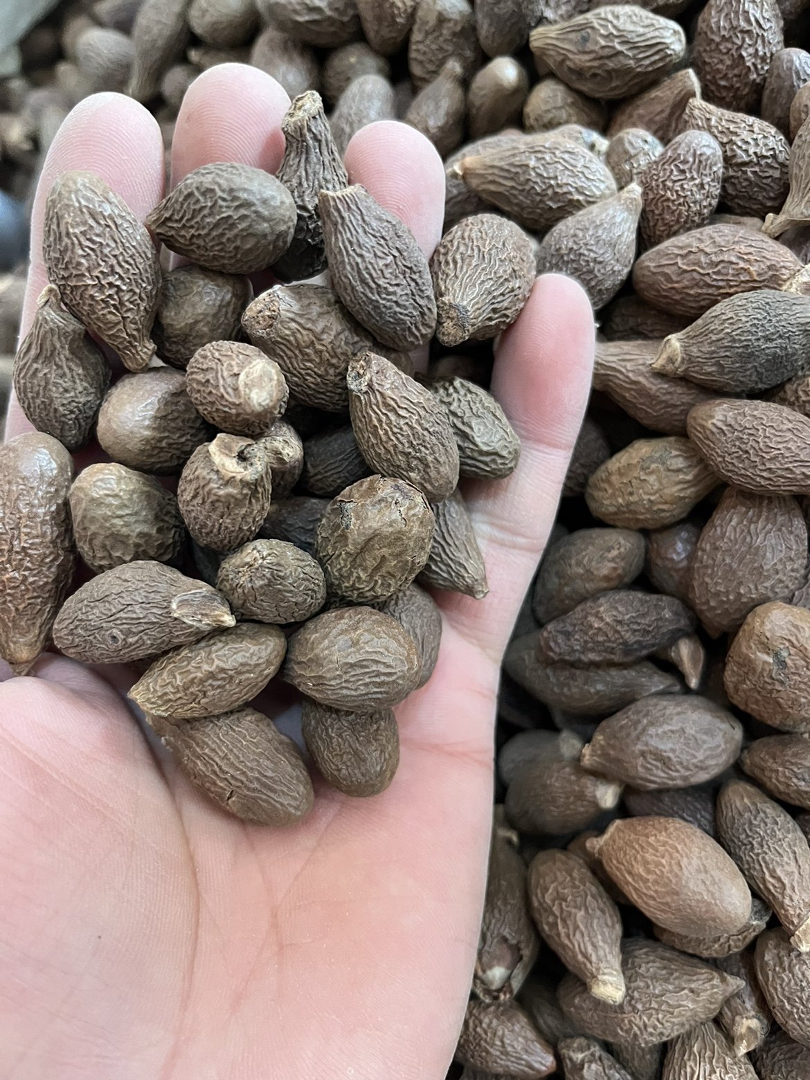 中药材 胖大海 个大饱满 泡茶润喉茶 包邮