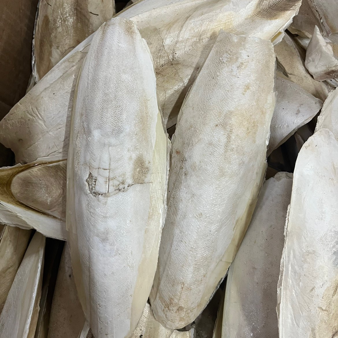 海螵蛸中药材 乌贼骨 墨鱼骨手选大个 整个包邮